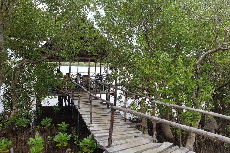 A Milestone in Mangrove Restoration: 50,000 Seedlings and Counting