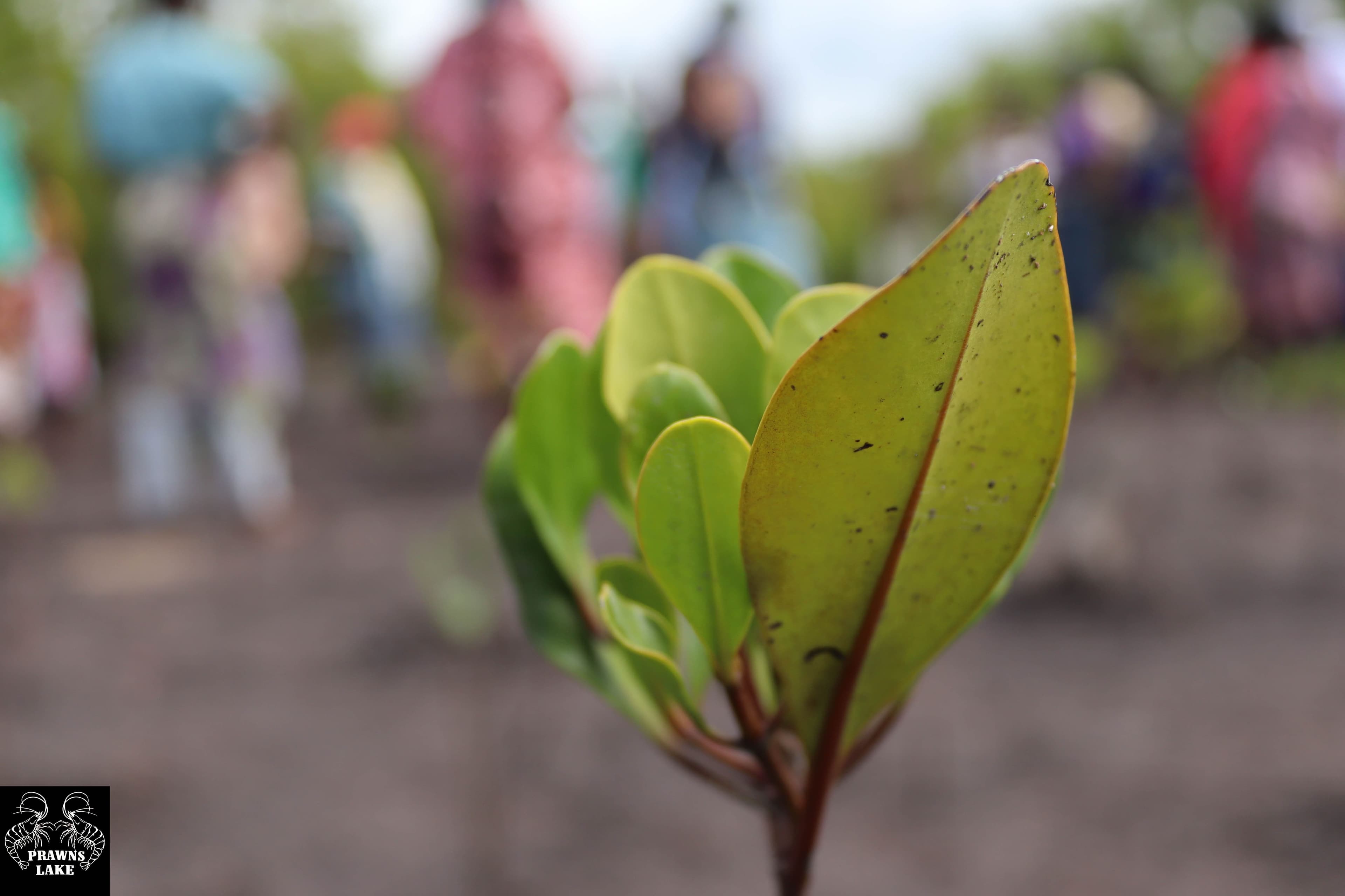 Healthy mangrove root system supporting marine life in Mida Creek