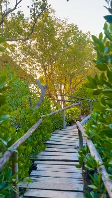 Mangrove root system providing marine habitat