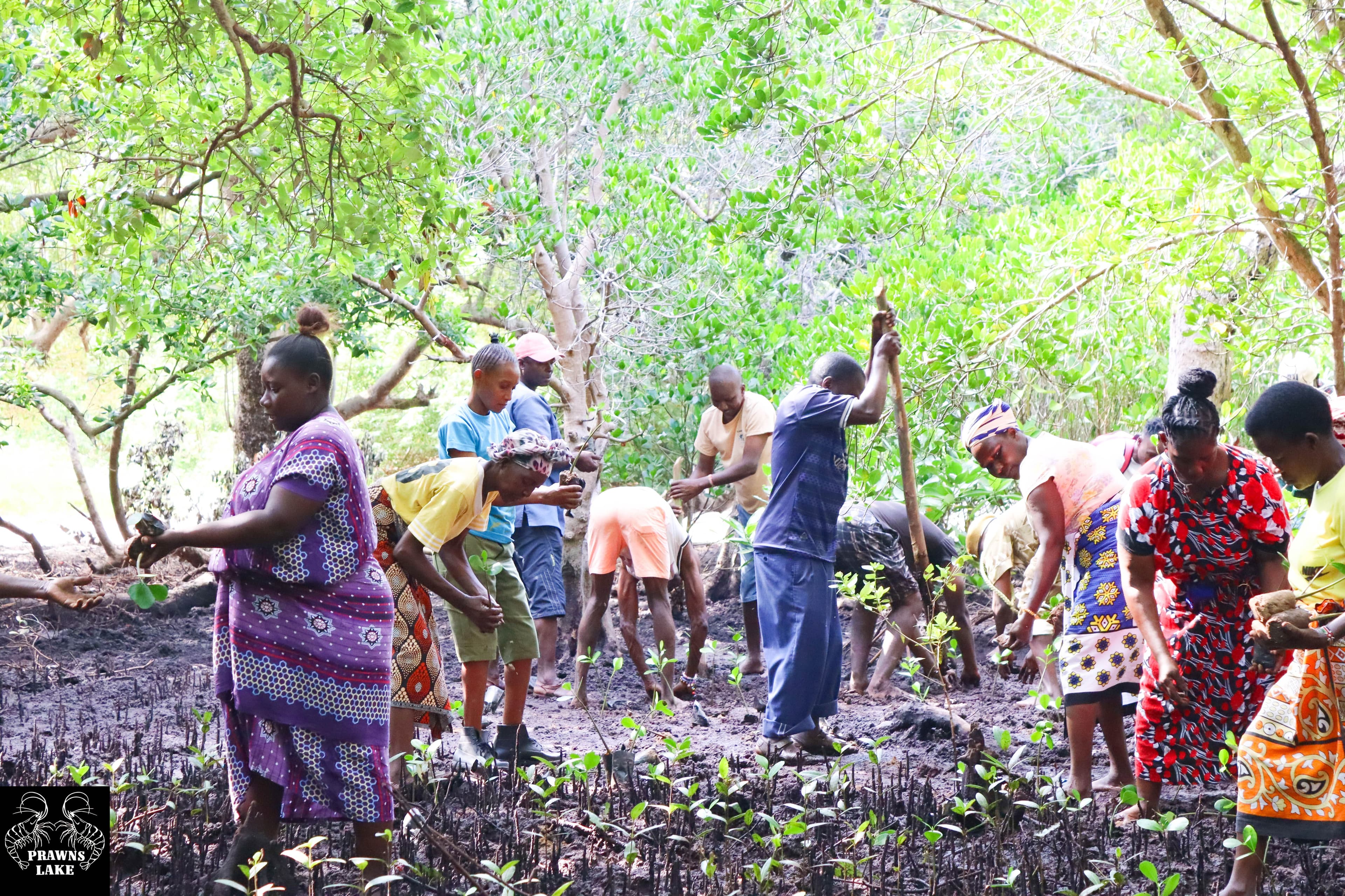 Before and after mangrove restoration at Prawns Lake Watamu